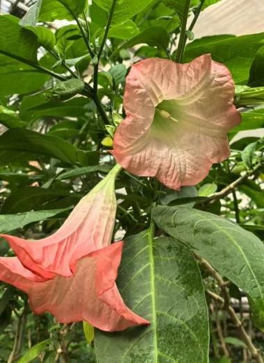 奇异园艺五朵花是什么花2